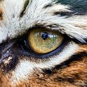 slides/IMG_8732.jpg wildlife, feline, big cat, cat, predator, fur, marking, stripe, bengal, tiger, eye, detail, macro, reflection WBCW89 - Bengal Tiger - Eye Macro Detail